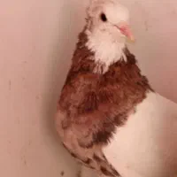 کفتر طوقی پشتار|پرنده|تهران, مرادآباد|دیوار