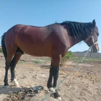 اسب خوب و رشید