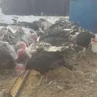 بوقلمون