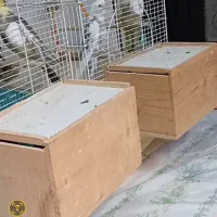 خریدار عروس هلندی شما فروشی هم دارم