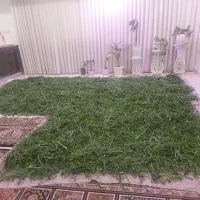 سبزی سرخ شده قرمه سبزی|خوردنی و آشامیدنی|قم, هنرستان|دیوار