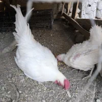 مرغ و خروس|حیوانات مزرعه|گیان, |دیوار