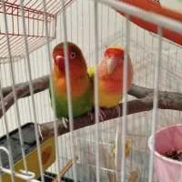 طوطی برزیلی نر و ماده