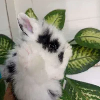 بچه های خرگوش لوپ|موش و خرگوش|تربتحیدریه, طالقانی|دیوار