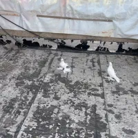 کبوتر|پرنده|تبریز, |دیوار