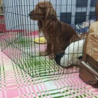 سگ کوکر|سگ|مبارکه, |دیوار