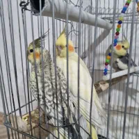 یک جفت عروس هلندی مولد همراه با سه جوجه..|پرنده|باغستان, |دیوار