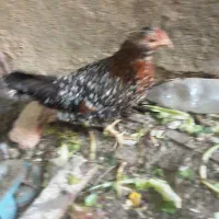 مرع وخروس گلین