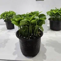 فروش فوق‌العاده سبزه نارنج پربوته سفره هفت سین