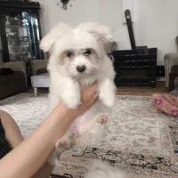 توله سگ های ماده با پدر و مادر