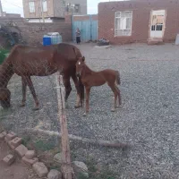 اسب همراه با کره