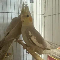 یک جفت عروس هلندی با یک عدد مرغ عشق