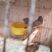 فنچ جوانه نروماده|پرنده|زابل, |دیوار