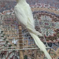 عروس هلندی دستی