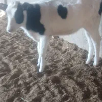 گوساله ماده|حیوانات مزرعه|تربت جام, میان جام|دیوار