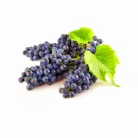 نهال انگورفلیم سیدلس وانگور ترکمن۴ عمده۱ساله۲۵تومن