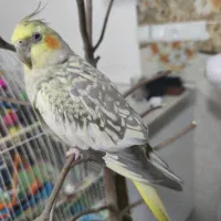 گمشده عروس هلندی