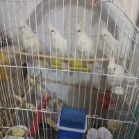 عروس پاریس آلبینو|پرنده|سوسنگرد, |دیوار
