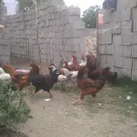 خروس امسال زیر قیمت بازار