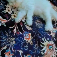 گربه سفید|گربه|تهران, شمشیری|دیوار