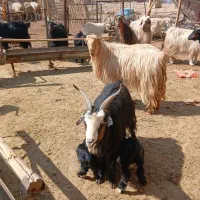 فروش بز کهره دار وابستن جوان|حیوانات مزرعه|مرودشت, نقش رستم|دیوار