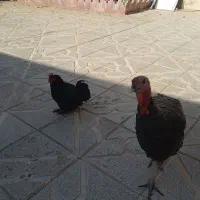 مرغ خروس بوقلمون|حیوانات مزرعه|مشهد, پروین اعتصامی|دیوار