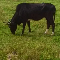 گاو دوگ محلی|حیوانات مزرعه|سنگر, |دیوار