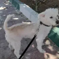 سگ مالتیز|سگ|بروجرد, |دیوار