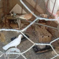 کبوتر|پرنده|مود, |دیوار