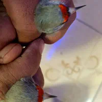 سهره سر سیاه و کرمونی|پرنده|شیراز, گل سرخ|دیوار