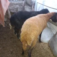 گوسفند|حیوانات مزرعه|رامیان, |دیوار