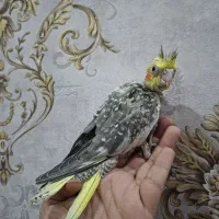 جوجه عروس۳۵ روزه