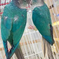 گرینچیک نر تراکوییس نر با تست