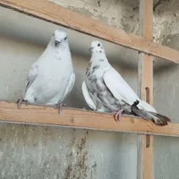 کفتر|پرنده|گلستان (تهران), |دیوار