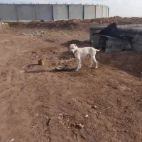 سگ فروشی|سگ|تربت جام, جامرود|دیوار