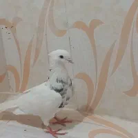 طوقی هفترنگ