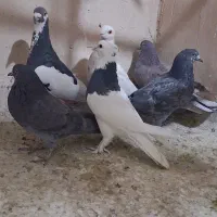 کبوتر یهودی زردی کاکلی سرور