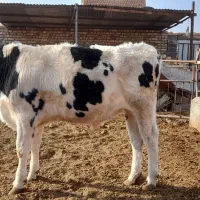 گوساله نر|حیوانات مزرعه|تربت جام, میان جام|دیوار