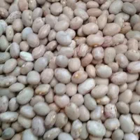 لوبیاچیتی|خوردنی و آشامیدنی|بانه, |دیوار