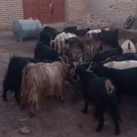 بز40راس|حیوانات مزرعه|شیراز, ارم|دیوار