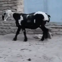 گوسفند جری ماده