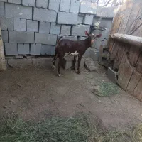 نر صلاله|حیوانات مزرعه|بندرعباس, |دیوار