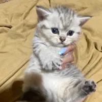 توله اسکاتیش و بیریتیش وارداتی|گربه|آمل, |دیوار