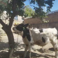 گوساله نر سیمینتال