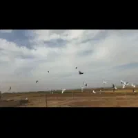 کبوتر پرشی رنگ جفت یک میلیون و ۲۰۰