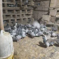 کبوتر پلاکی