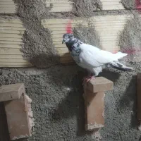 کفتر شهرستان مناسب|پرنده|یزد, |دیوار