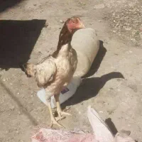 فروش تخم مرغ محلی|خوردنی و آشامیدنی|توکهور, |دیوار