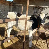 دو تا گاو نزاییده|حیوانات مزرعه|سیمین شهر, |دیوار