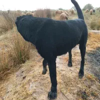 حلاف یک